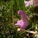 Pedicularis sylvatica Flower