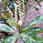 Coccoloba diversifolia Лист