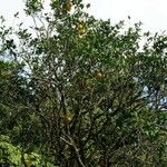 Citrus sinensis その他の提案