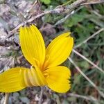 Lactuca vimineaFiore