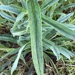 Echium vulgareLeaf