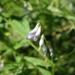 Vicia acutifolia 花