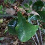 Euphorbia geroldii Leaf