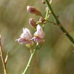 Acanthorrhinum ramosissimum Flower
