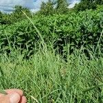 Elymus repens Habit