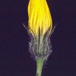 Hieracium oligocephalum Flower