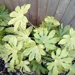 Fatsia japonica Leaf