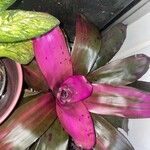 Neoregelia carolinae Листок