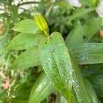 Lilium lancifolium Blad