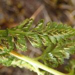 Asplenium adiantum-nigrum 葉