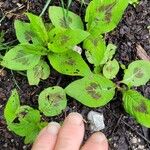 Persicaria virginianaBlad