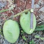 Elaeocarpus serratus Frucht