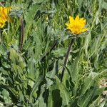 Wyethia angustifolia Hábito