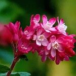 Ribes sanguineum Flor