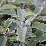 Salvia fruticosa 葉