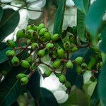 Syzygium grande ഫലം