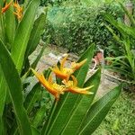 Heliconia psittacorum 花