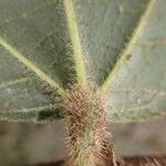 Duboscia macrocarpa Hoja