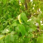 Ostrya carpinifolia Leaf