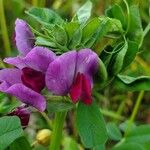 Vicia sativaFleur