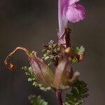 Pedicularis sylvatica Flower