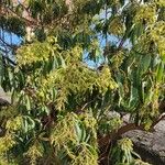 Arbutus canariensis Habit