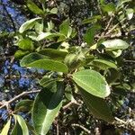 Strychnos madagascariensis Blad