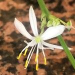 Chlorophytum comosum Flower