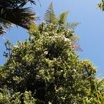 Metrosideros diffusa Blüte
