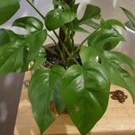 Monstera minima Blatt