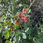 Rhus trilobata Frucht