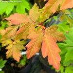 Acer griseum Φύλλο