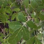 Commiphora mollis Leaf