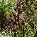 Serapias strictiflora Habit