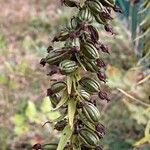 Epipactis helleborineFrutto