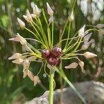 Allium roseum Flower
