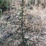 Asparagus acutifolius Habitus