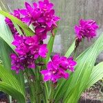 Spathoglottis plicata Flower