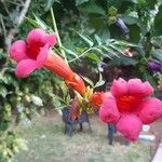 Campsis radicansBlomma