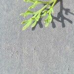 Fumaria parviflora 葉