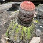 Melocactus intortus Leaf