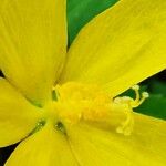 Pavonia spinifex Blodyn
