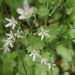 Saxifraga rotundifoliaBlomst