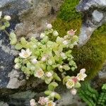 Sedum monregalense Blomma