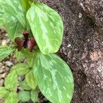 Trillium recurvatum Leaf