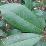 Photinia glabra Blad