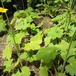 Ranunculus cortusifolius Leaf