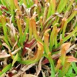 Sarracenia rubra Alkat (teljes növény)