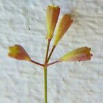 Boerhavia erecta Vaisius