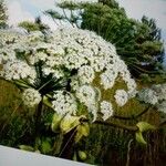 Heracleum mantegazzianum Fleur